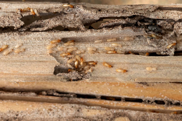 Best Pest Removal Services  in Ingleside, TX